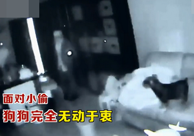 入室盜竊寵物狗全程安靜圍觀1.jpg