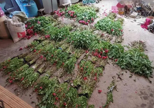 女子樓頂種900余株罌粟涮火鍋640.jpg
