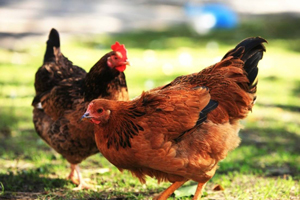 瞞報(bào)動物疫情法律責(zé)任