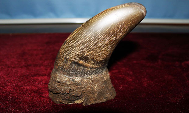 朋友圈亂賣珍稀野生動(dòng)物工藝制品，獲刑10年合理嗎？