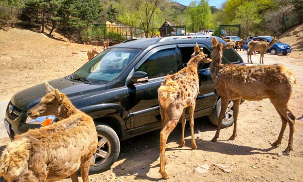 北京擬出臺新規(guī)：野生動物園自駕專道不能接觸猛獸