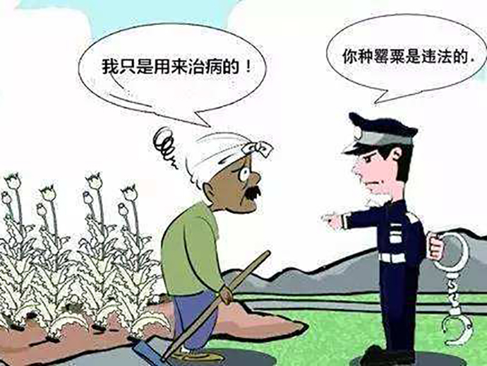 非法種植毒品原植物罪的立案和量刑標(biāo)準(zhǔn)