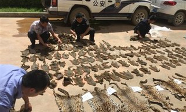 涉案6000萬元馬鹿鞭制品被查獲